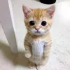 gthinhnii