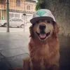 togodoshhh