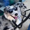 bodhi.the.aussie_