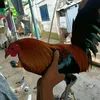 ronson.dawag0