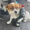 thanhtho_0