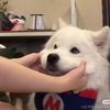 funnypetsoftiktok01