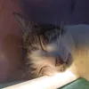 kenneth_thecat0.0