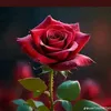 user6156168026199