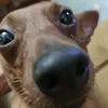 buscukerakaAD