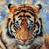 ameed001