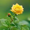 uzername_116