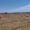 tomjose4510_4