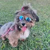 dogcacaushow
