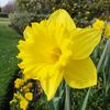 .daffodil22