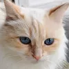 faty49247