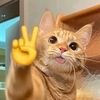 bbdnt_wiggle