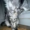 putryyyy_52