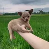 giy.s.vinh
