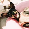granola_dog