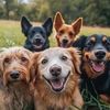 Amor Animal🐾🩵