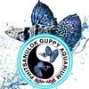 Phitsanulok Guppy Aquarium