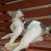 mbah.jagor