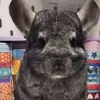 the_chinchila_