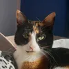 hellokitty_thegirlcat