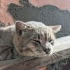nasi.kucing000