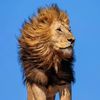 zenergy_lion