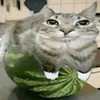 winter_cat21a
