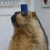 marmotte_volante