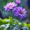 huyen1779