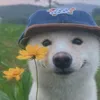 hepnhi