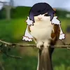 mikkarrr