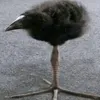 p1neappl3l0ver