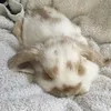 .bunnykisses