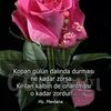 ayten.yondem1