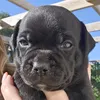 gengarcutiepie