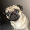 sanjithepug