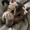 _dishka_77