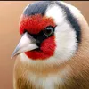 adeldz.beta