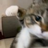 jgnbanfanny0