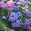 hydrangea1115