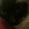 cats_channel_yt