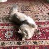 supercatlover92