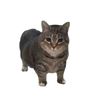 oyen_kucing30
