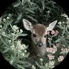 starr_ll17