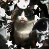 gatauukocak