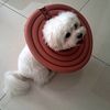 mengchong_306