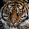 tiger64559