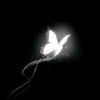 shadow_fahim_