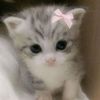 _meow_.555