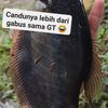 kapal.oleng99